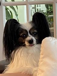 Lost Female Dog last seen Simpson Rd, Hahira, Ga, Hahira, GA 31632