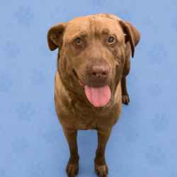 Shelter Stray Female Dog last seen , Memphis, TN 38133