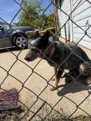 Found/Stray Male Dog last seen Davis rd, Lodi, CA 95242