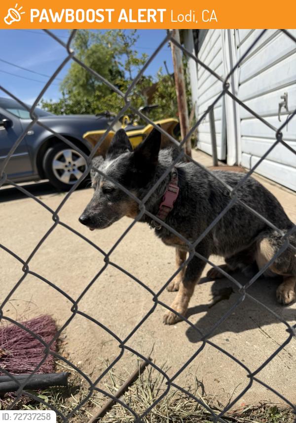 Found/Stray Male Dog last seen Davis rd, Lodi, CA 95242