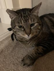 Found/Stray Unknown Cat last seen Casselino Dr, San Jose, San Jose, CA 95136
