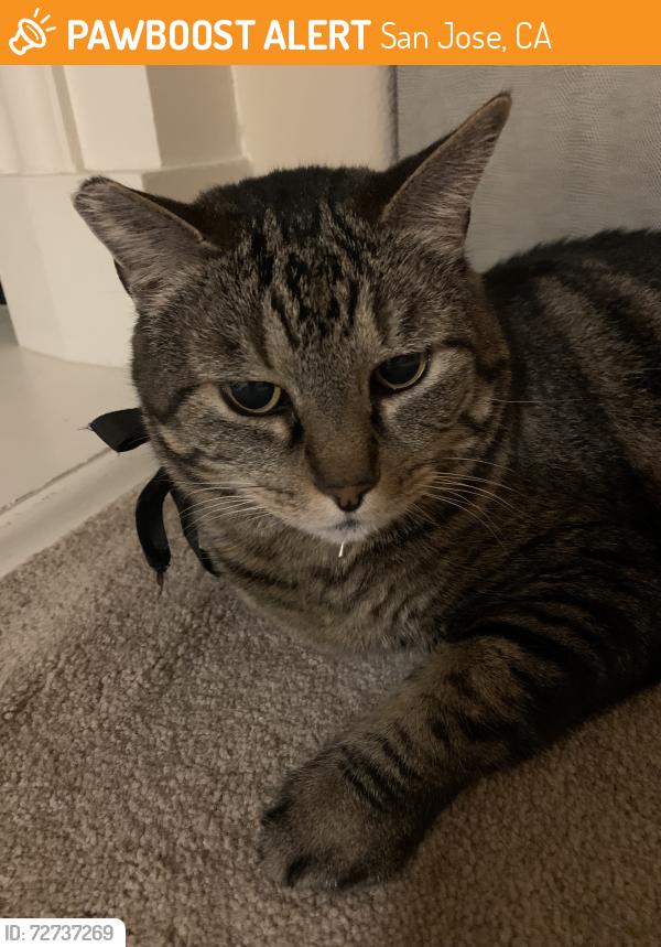 Found/Stray Unknown Cat last seen Casselino Dr, San Jose, San Jose, CA 95136