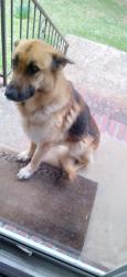 Found/Stray Male Dog last seen Clement Street, Adamsville, AL 35214