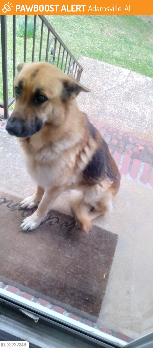 Found/Stray Male Dog last seen Clement Street, Adamsville, AL 35214