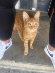 Found/Stray Male Cat last seen N Trenton St and Haven , Portland, OR 97203