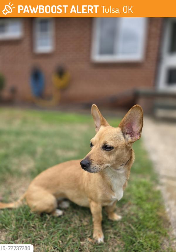 Found/Stray Female Dog last seen Mingo n 71st, Tulsa, OK 74103