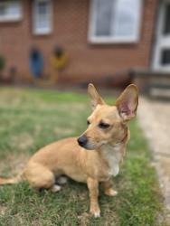Found/Stray Female Dog last seen Mingo n 71st, Tulsa, OK 74103