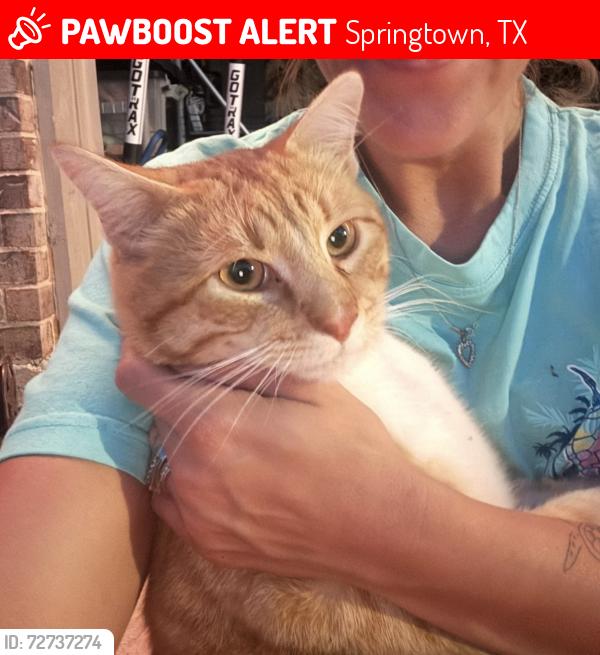 Lost Male Cat last seen Springtown football stadium , Springtown, TX 76082