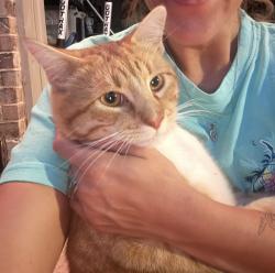 Lost Male Cat last seen Springtown football stadium , Springtown, TX 76082