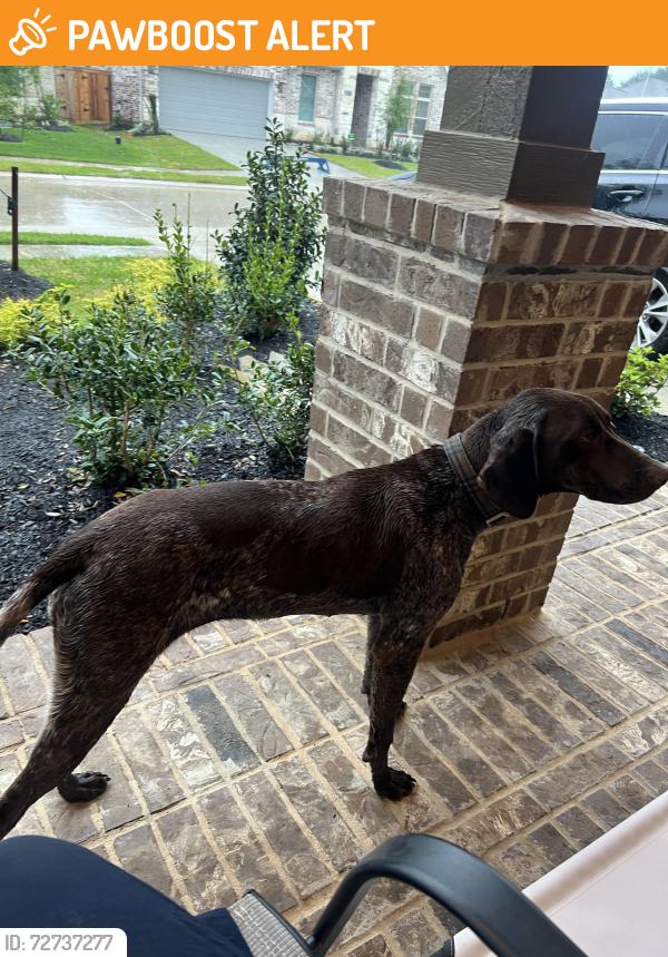 Found/Stray Female Dog last seen Florecer ln, Magnolia, TX , Montgomery County, TX 77354