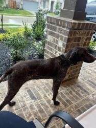 Found/Stray Female Dog last seen Florecer ln, Magnolia, TX , Montgomery County, TX 77354