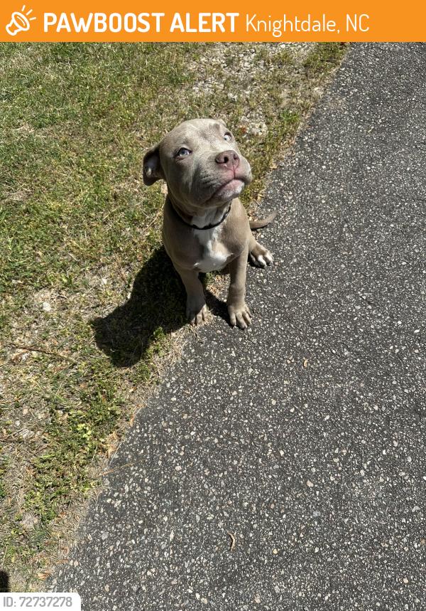 Found/Stray Male Dog last seen Mingo trail, Knightdale, NC 27545