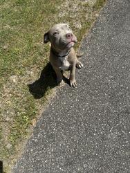 Found/Stray Male Dog last seen Mingo trail, Knightdale, NC 27545