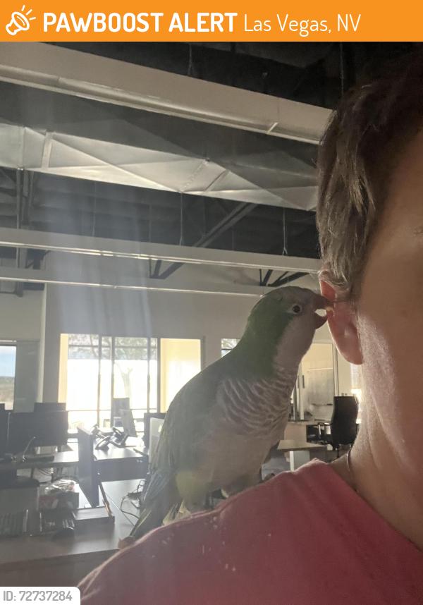 Found/Stray Unknown Bird last seen Patrick and Durango , Las Vegas, NV 89113