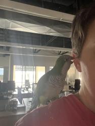 Found/Stray Unknown Bird last seen Patrick and Durango , Las Vegas, NV 89113
