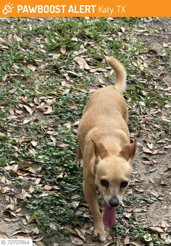 Found/Stray Male Dog last seen Pepperrell and Repetition , Katy, TX 77493