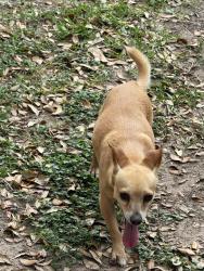 Found/Stray Male Dog last seen Pepperrell and Repetition , Katy, TX 77493