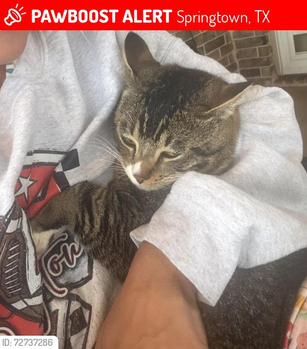 Lost Male Cat last seen Springtown football stadium , Springtown, TX 76082