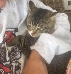 Lost Male Cat last seen Springtown football stadium , Springtown, TX 76082