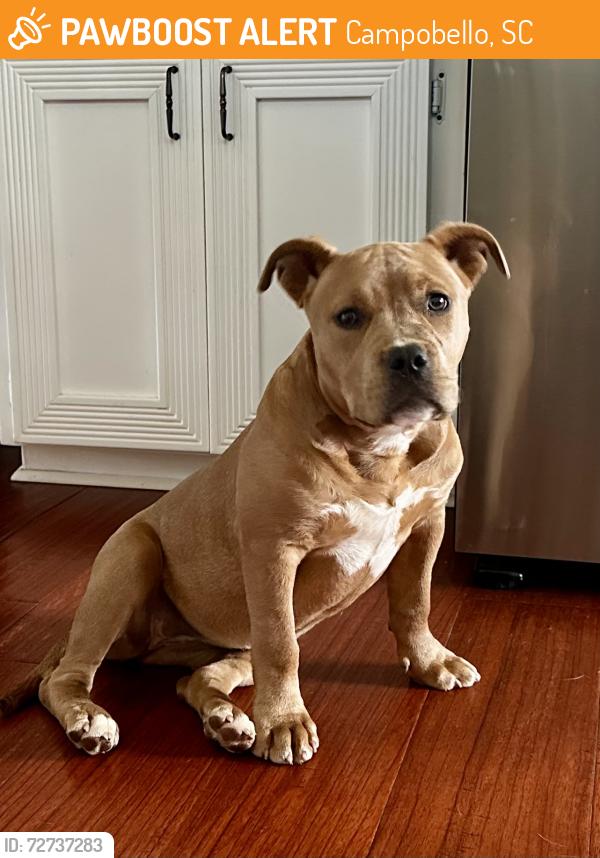 Found/Stray Female Dog last seen Bridge at Walnut Hill Road, close to Walnut Hill Church Road, Campobello, SC 29322