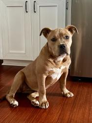 Found/Stray Female Dog last seen Bridge at Walnut Hill Road, close to Walnut Hill Church Road, Campobello, SC 29322