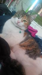 Lost Female Cat last seen Carrington st Regent Street nrth , Adelaide, SA 5000
