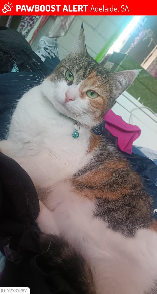 Lost Female Cat last seen Carrington st Regent Street nrth , Adelaide, SA 5000
