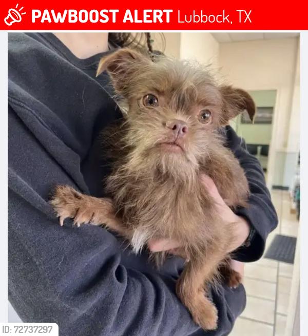 Lost Male Dog last seen Milwaukee , Lubbock, TX 79416