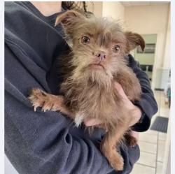 Lost Male Dog last seen Milwaukee , Lubbock, TX 79416