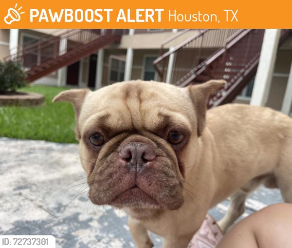 Found/Stray Male Dog last seen Near Brock St , Houston, TX 77023