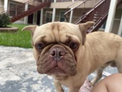 Found/Stray Male Dog last seen Near Brock St , Houston, TX 77023