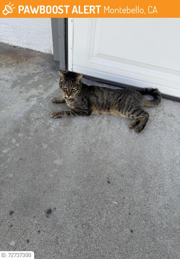 Found/Stray Unknown Cat last seen Firvale and arroyo drive Montebello , Montebello, CA 90640