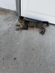 Found/Stray Unknown Cat last seen Firvale and arroyo drive Montebello , Montebello, CA 90640