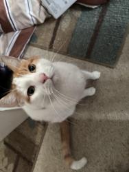Lost Male Cat last seen Sceneridge, Pittsburgh, PA 15227