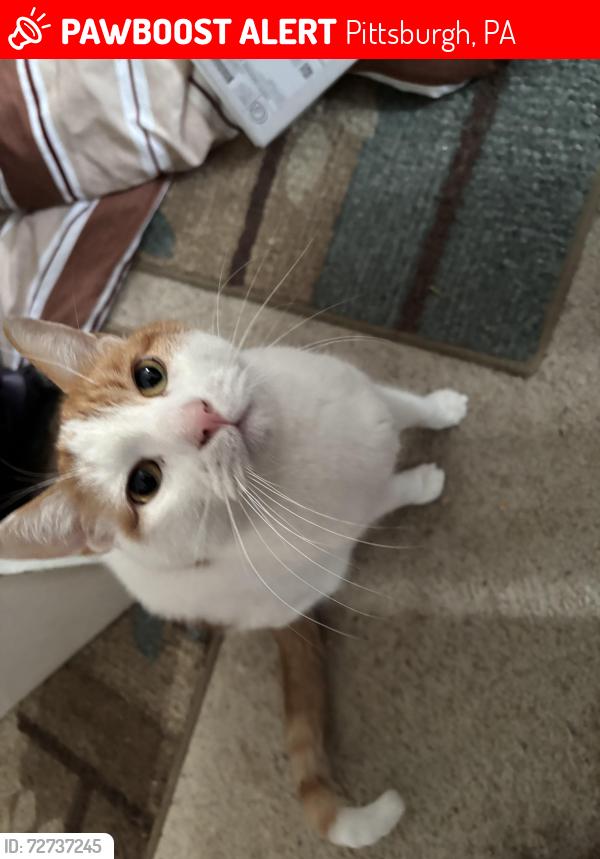 Lost Male Cat last seen Sceneridge, Pittsburgh, PA 15227