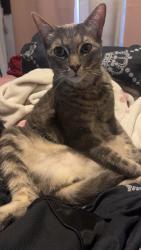 Lost Male Cat last seen 11th and spruce , Upland, CA 91786