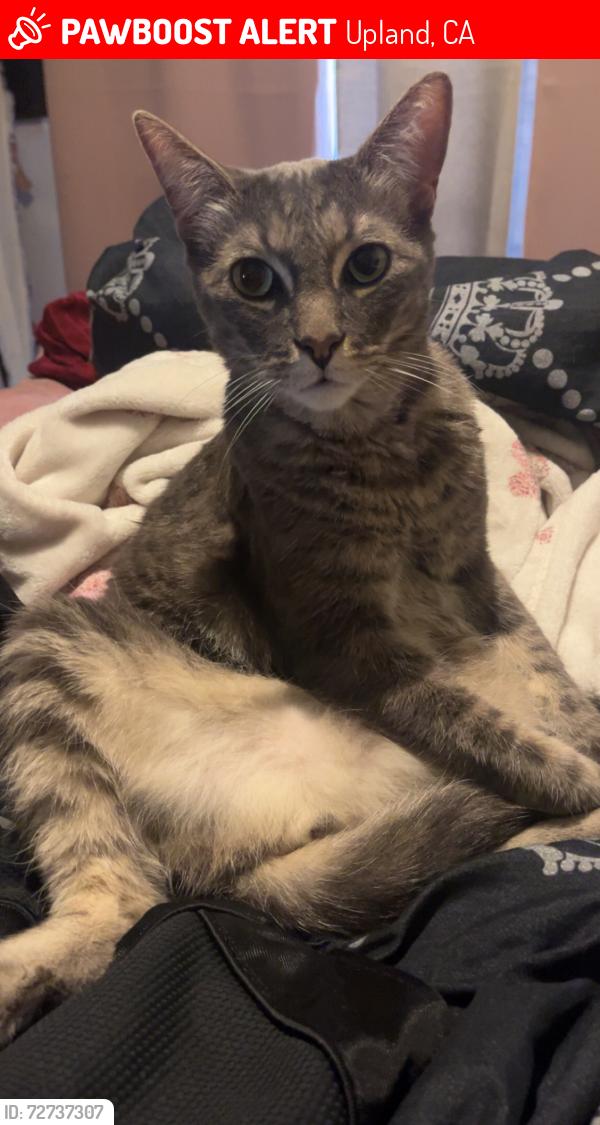 Lost Male Cat last seen 11th and spruce , Upland, CA 91786