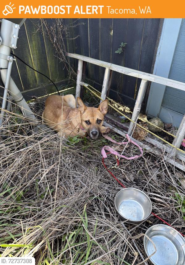 Found/Stray Unknown Dog last seen Mullen st Tacoma wa , Tacoma, WA 98406