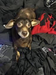 Found/Stray Female Dog last seen Kyle Reid, Montgomery County, TX 77302