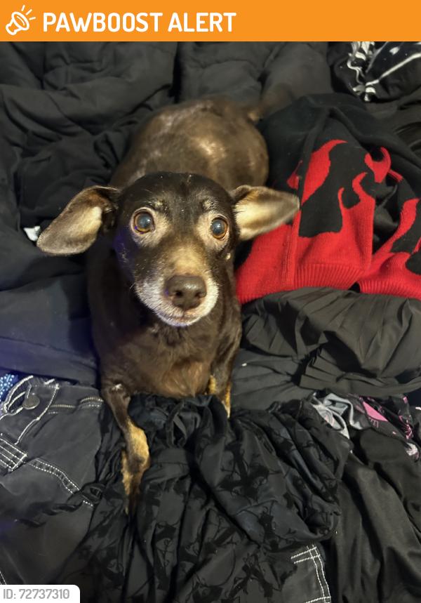 Found/Stray Female Dog last seen Kyle Reid, Montgomery County, TX 77302
