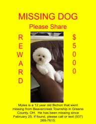 Lost Male Dog last seen Trebein Rd. and Fairground Rd., Xenia, OH 45385
