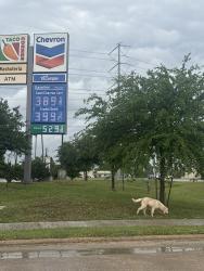 Found/Stray Unknown Dog last seen By the chevron, Houston, TX 77049