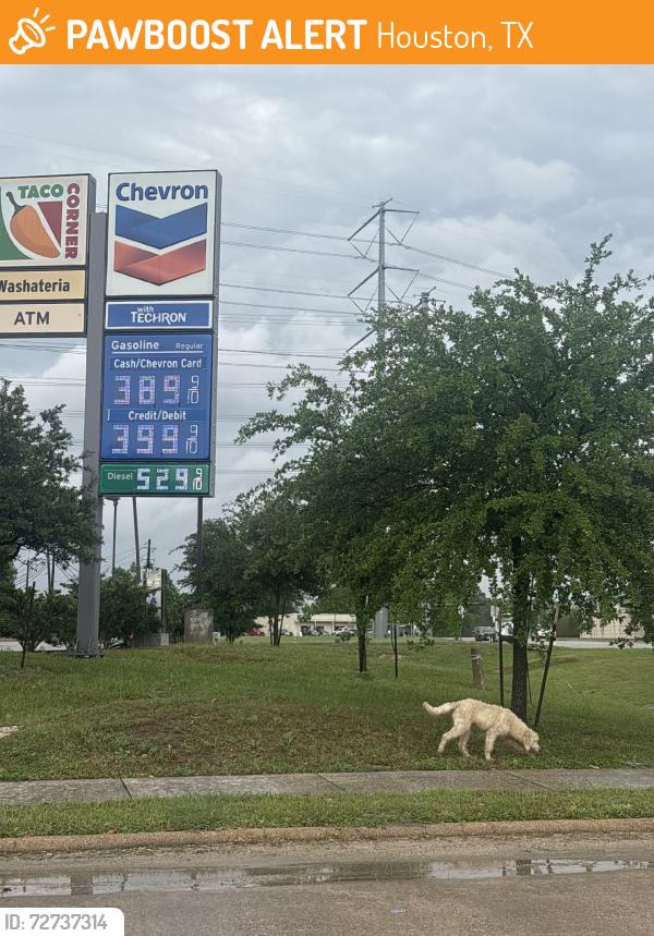 Found/Stray Unknown Dog last seen By the chevron, Houston, TX 77049