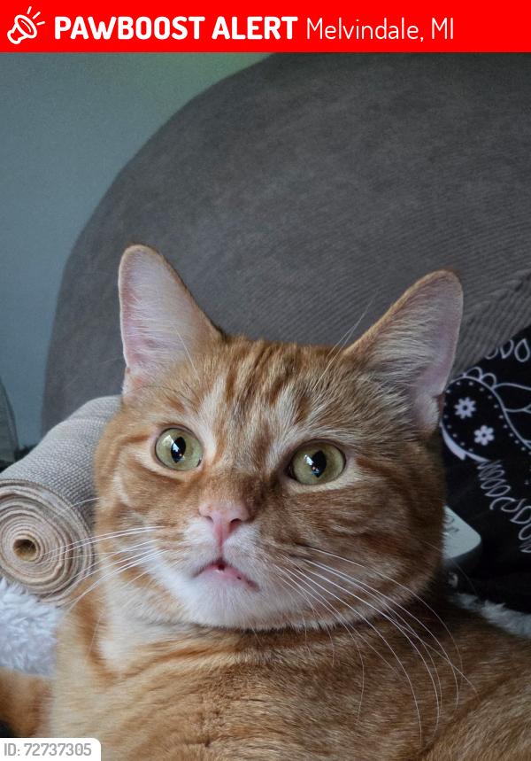 Lost Male Cat last seen Caryn/Prospect St, Melvindale, MI 48122