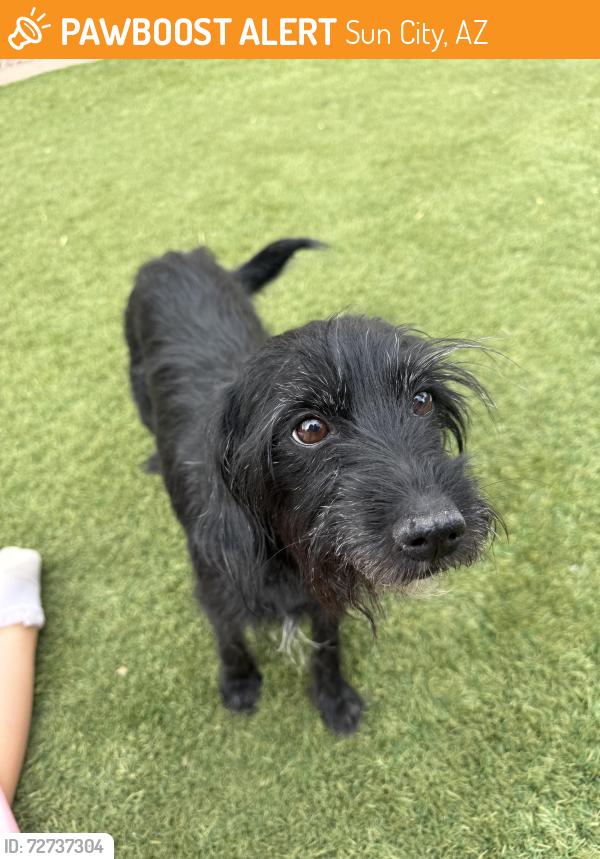 Found/Stray Female Dog last seen Deer valley rd and 117th ave, Crossriver , Sun City, AZ 85373