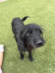 Found/Stray Female Dog last seen Deer valley rd and 117th ave, Crossriver , Sun City, AZ 85373