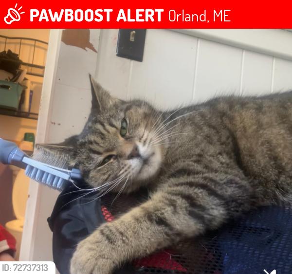 Lost Female Cat last seen Surry Rd Orland, The “ Old Catch All”, Orland, ME 04472