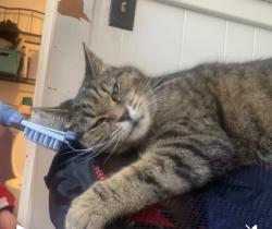 Lost Female Cat last seen Surry Rd Orland, The “ Old Catch All”, Orland, ME 04472