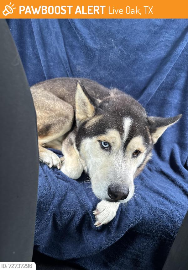 Found/Stray Male Dog last seen He’s with me for now but I had to contact animal control.., Live Oak, TX 78233