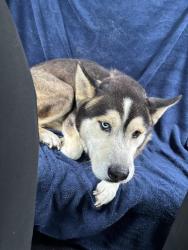 Found/Stray Male Dog last seen He’s with me for now but I had to contact animal control.., Live Oak, TX 78233